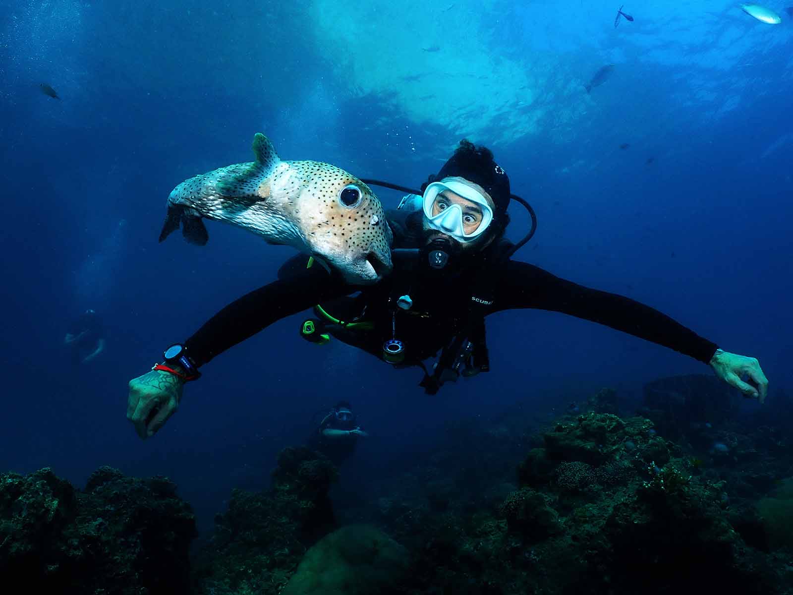 Pufferfish