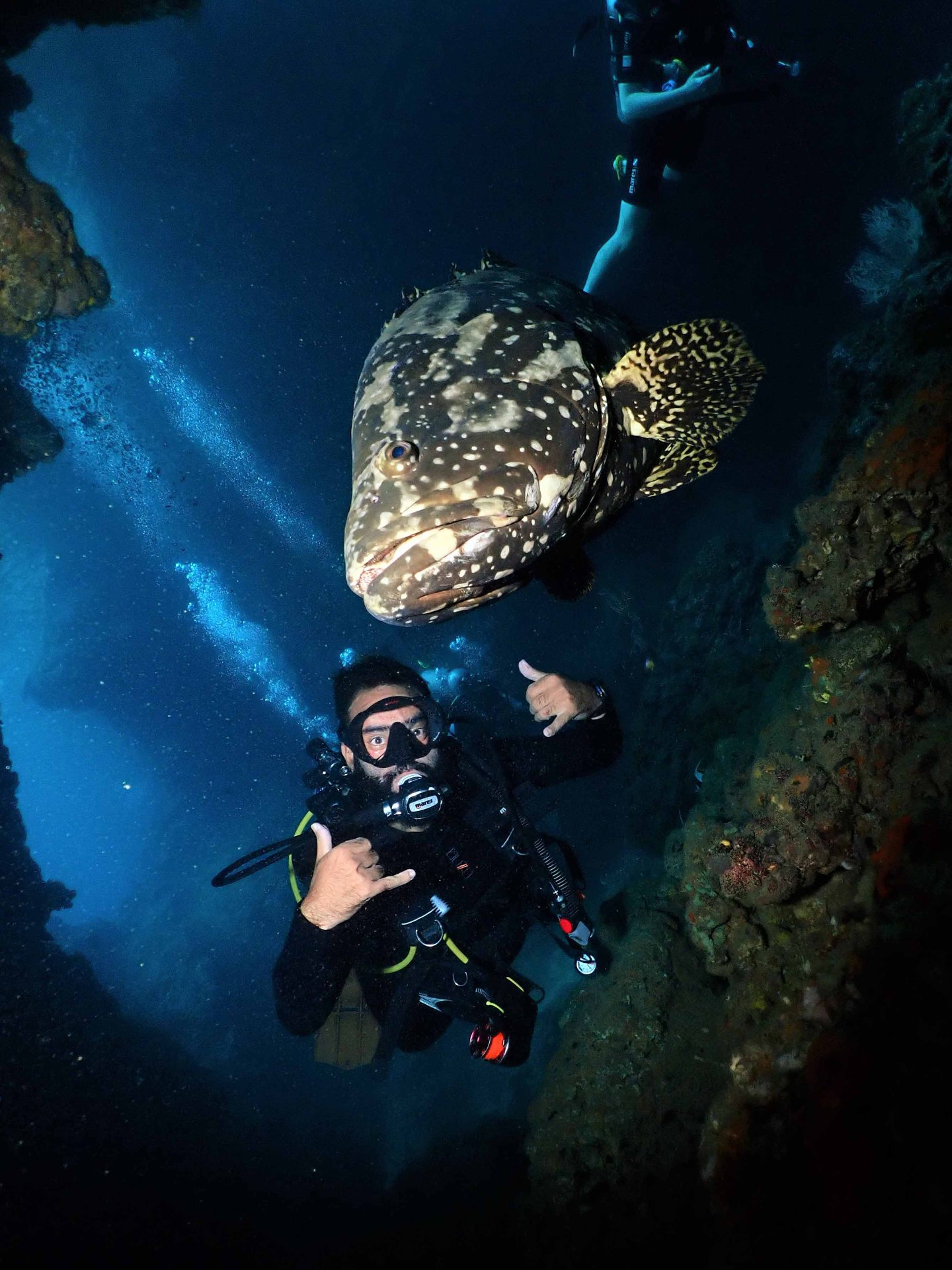 Night grouper