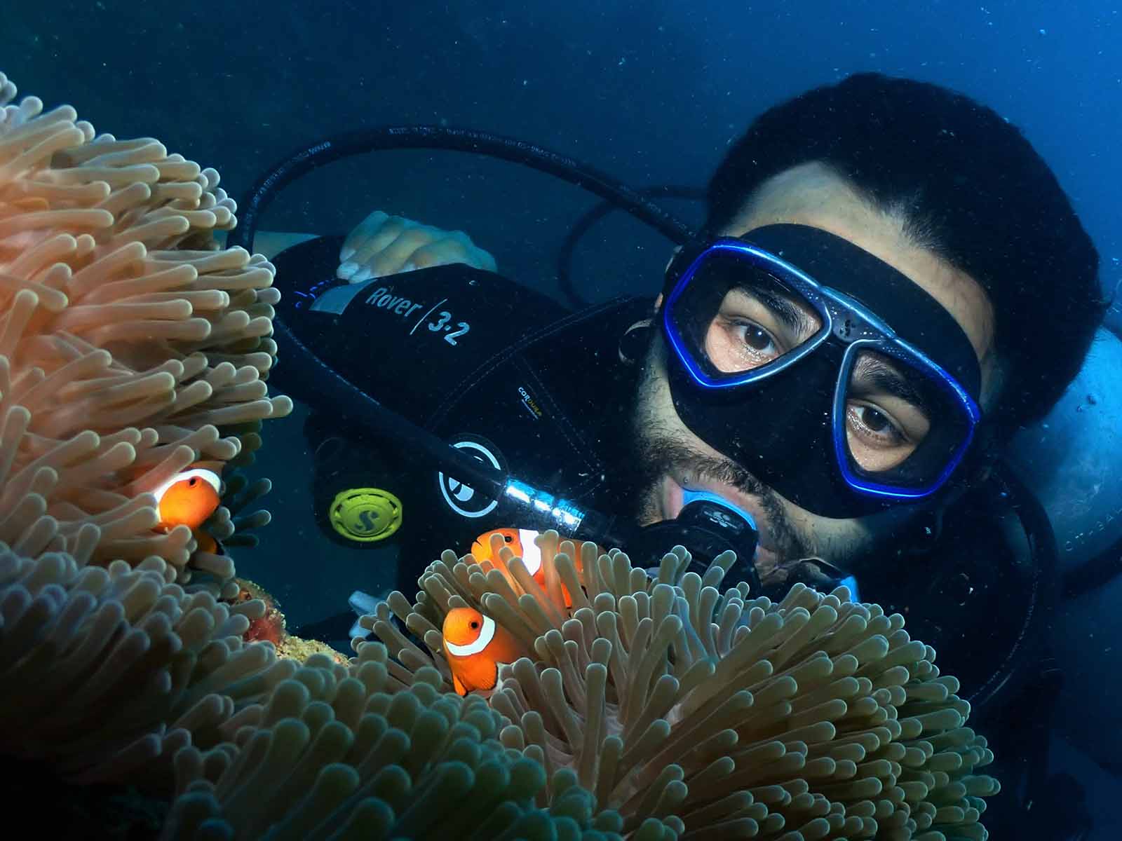 Anemonefish