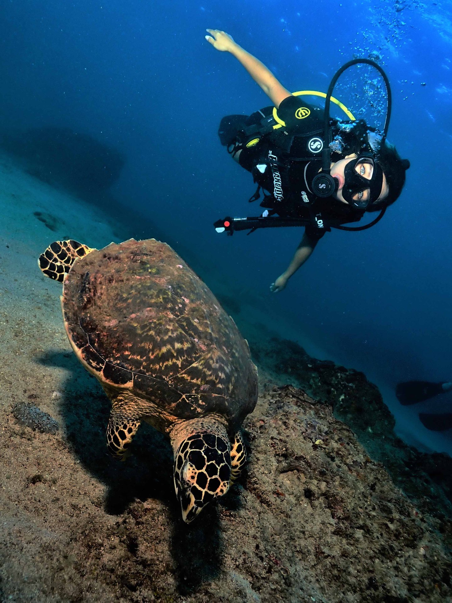 Turtle