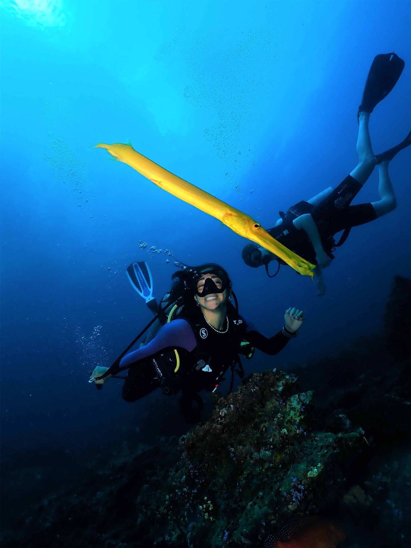 Trumpetfish