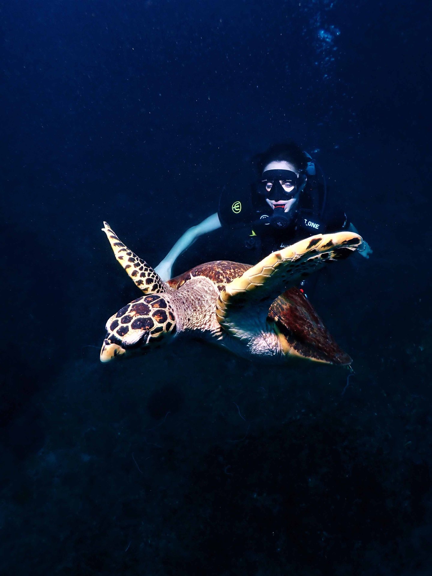 Hawksbill