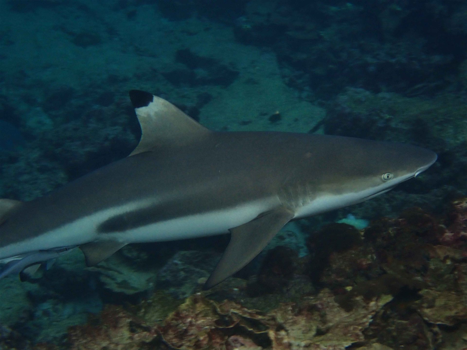 Reef sharks