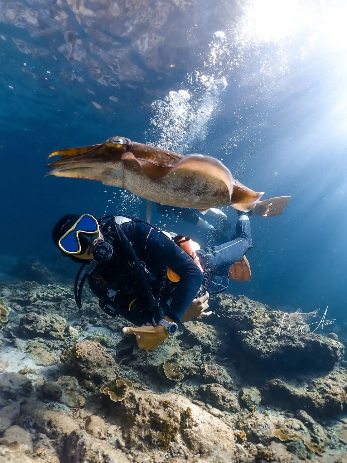 Certified Diver Trips