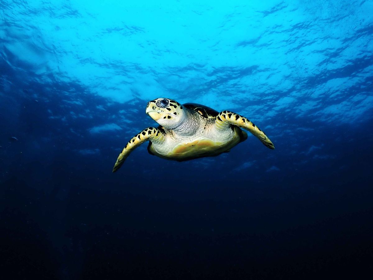 Sea turtle on coral reef